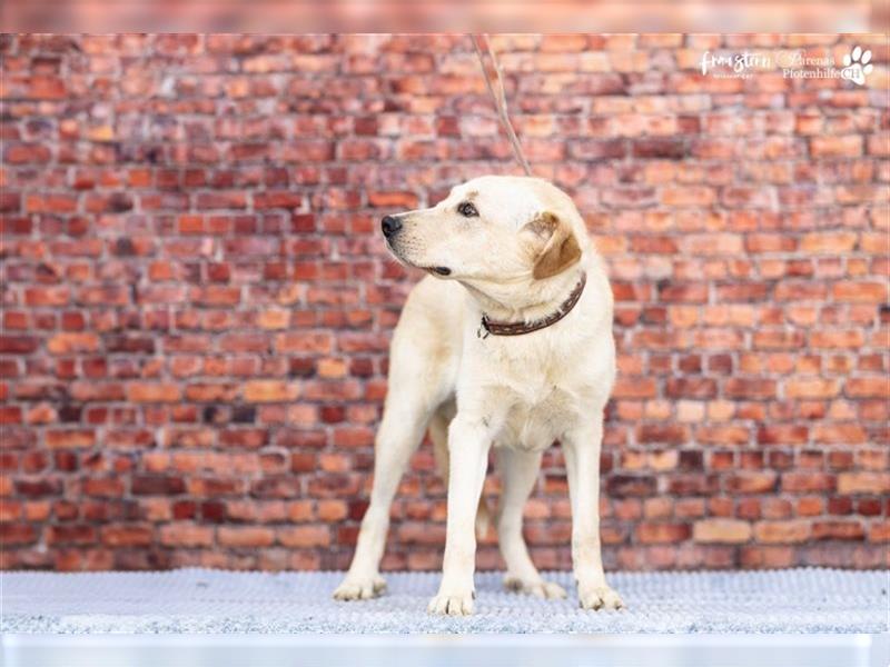 Mastin Mix Gismo ist jung, fröhlich, neugierig und menschenbezogen