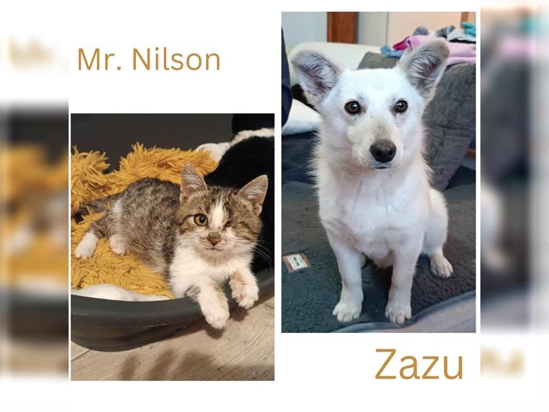 Mr. Nilson & Zazu