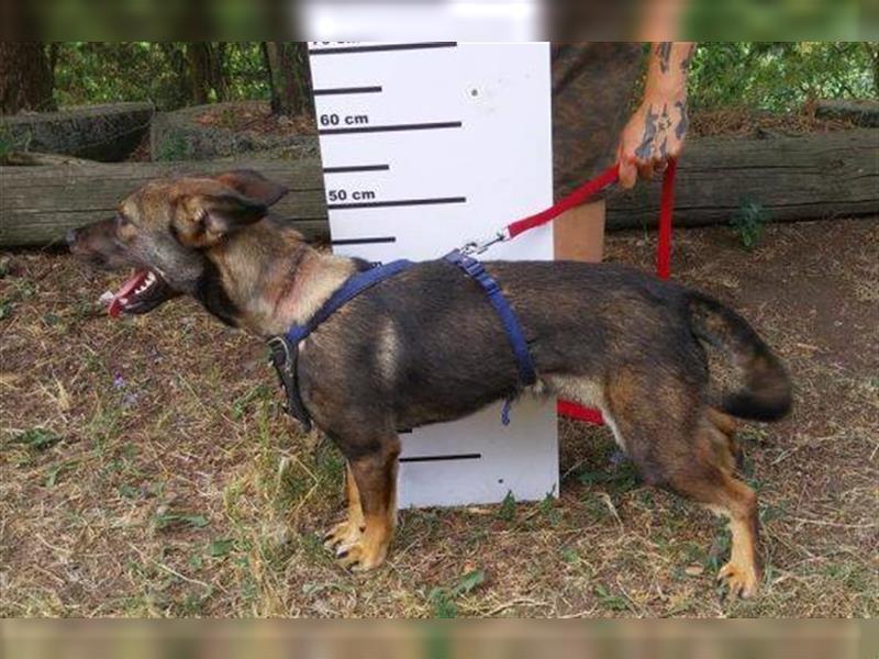 Albert 2, französische Bulldoggen Mix