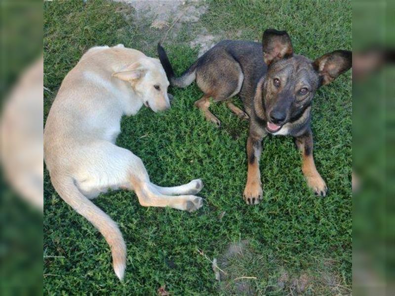 Albert 2, französische Bulldoggen Mix