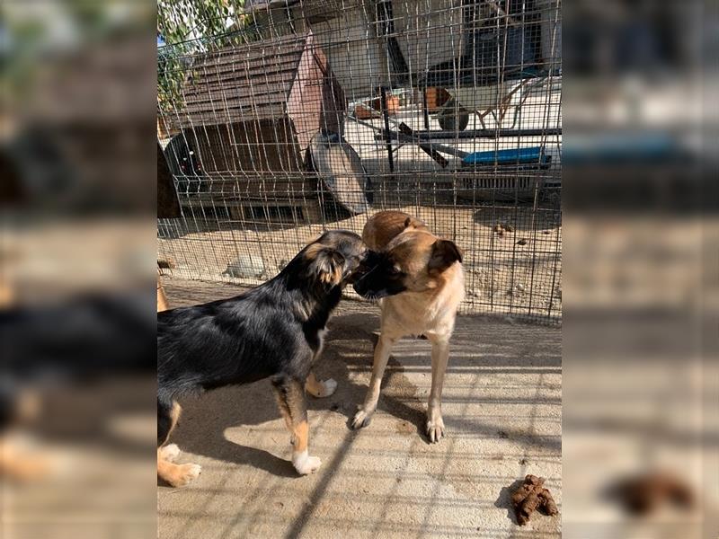 Max - verspielter Hundejunge sucht seine Menschen *mit  Video