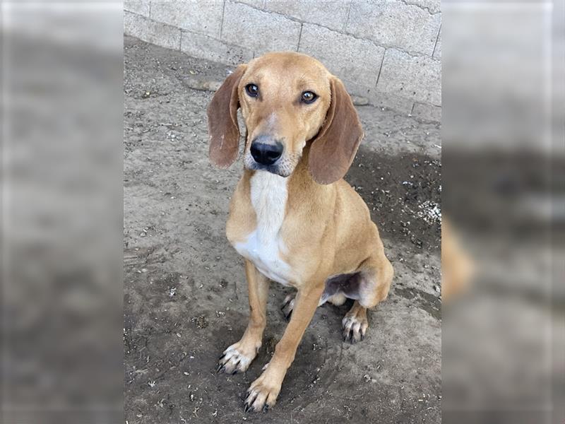 Bronko, geb. ca. 06/2023, lebt in GRIECHENLAND, im städt. Tierheim Serres