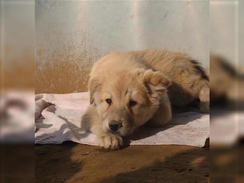 Hannes, geb. ca. 09/2023, lebt in GRIECHENLAND, im städt. Tierheim Serres