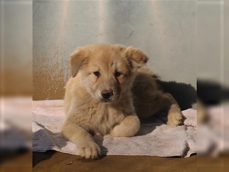 Hannes, geb. ca. 09/2023, lebt in GRIECHENLAND, im städt. Tierheim Serres