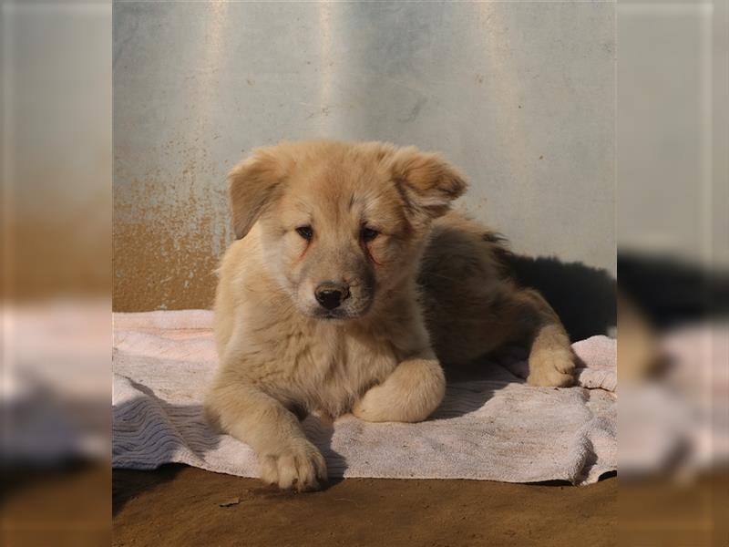 Hannes, geb. ca. 09/2023, lebt in GRIECHENLAND, im städt. Tierheim Serres