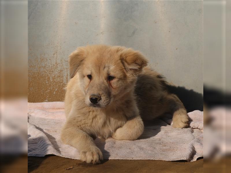 Hannes, geb. ca. 09/2023, lebt in GRIECHENLAND, im städt. Tierheim Serres