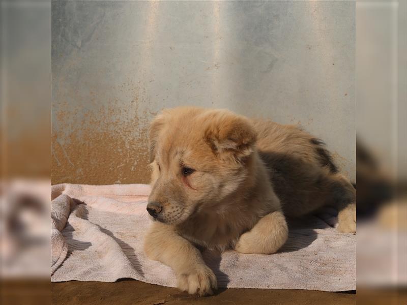 Hannes, geb. ca. 09/2023, lebt in GRIECHENLAND, im städt. Tierheim Serres