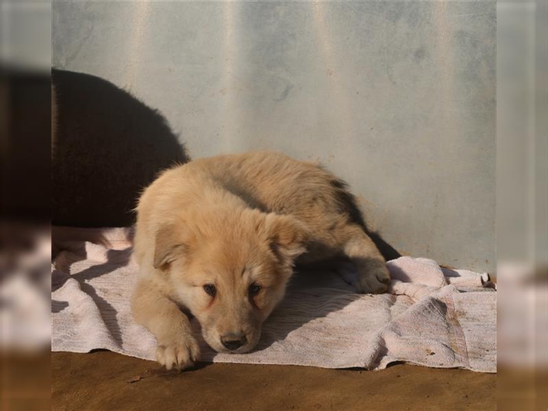 Hannes, geb. ca. 09/2023, lebt in GRIECHENLAND, im städt. Tierheim Serres