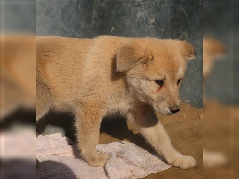 Hannes, geb. ca. 09/2023, lebt in GRIECHENLAND, im städt. Tierheim Serres