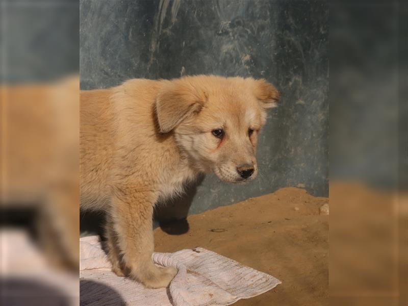 Hannes, geb. ca. 09/2023, lebt in GRIECHENLAND, im städt. Tierheim Serres