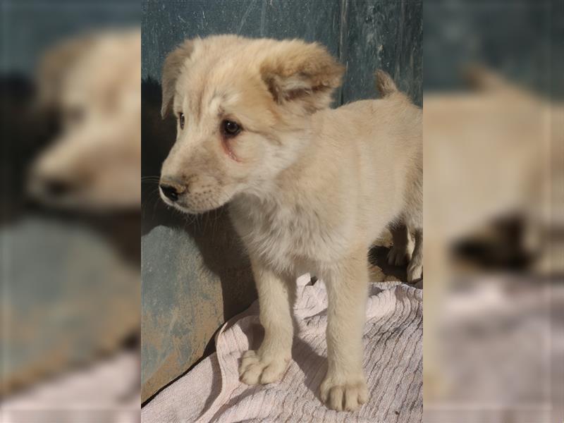 Hannes, geb. ca. 09/2023, lebt in GRIECHENLAND, im städt. Tierheim Serres