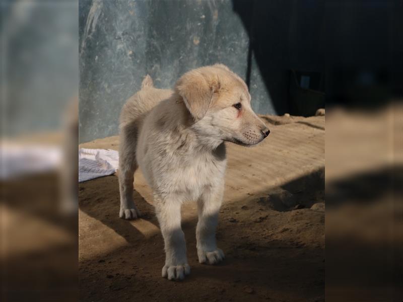 Hannes, geb. ca. 09/2023, lebt in GRIECHENLAND, im städt. Tierheim Serres