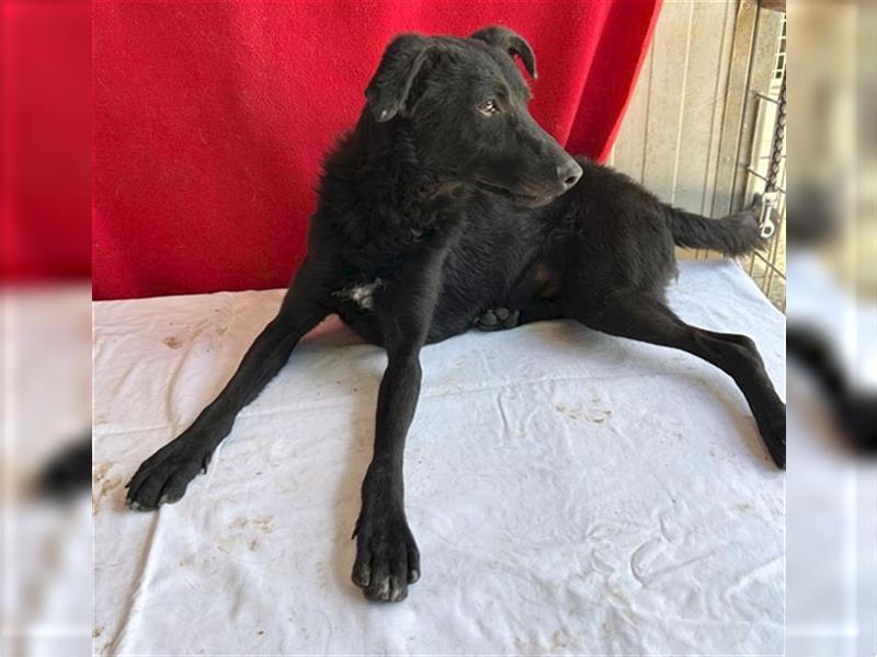 ❤️ lieber Hundebub SANYO - 1 Jahr, 44cm - Mischling