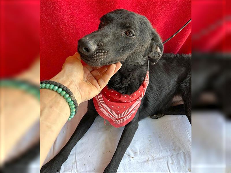 ❤️ lieber Hundebub SANYO - 1 Jahr, 44cm - Mischling