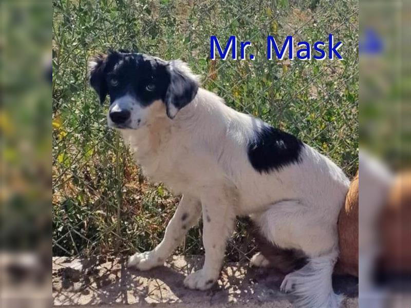 MR MASK ❤ EILIG!sucht Zuhause oder Pflegestelle