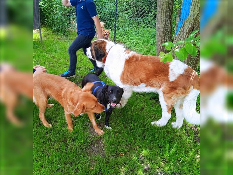 Rudy, sehr lieb, sozial, kinderlieb, katzenverträglich