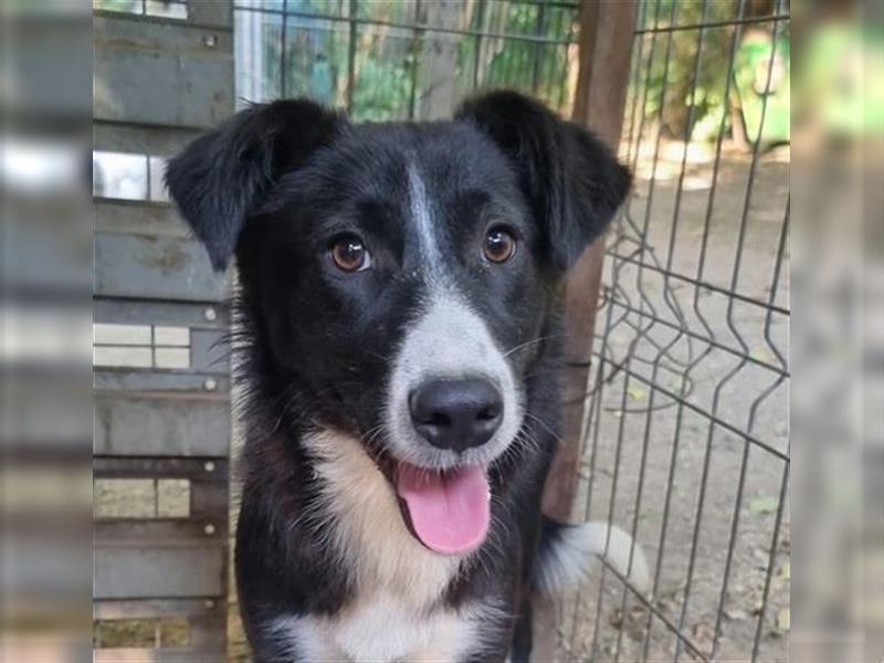 Ciufu - sehr vorsichtiger aber freundlicher, verspielter Border Collie-Mix / z.Zt. noch in Rumänien