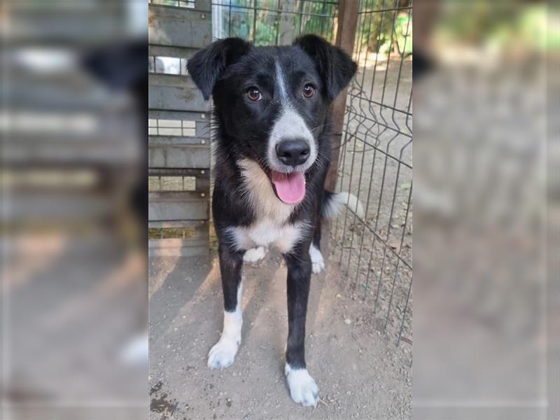 Ciufu - sehr vorsichtiger aber freundlicher, verspielter Border Collie-Mix / z.Zt. noch in Rumänien