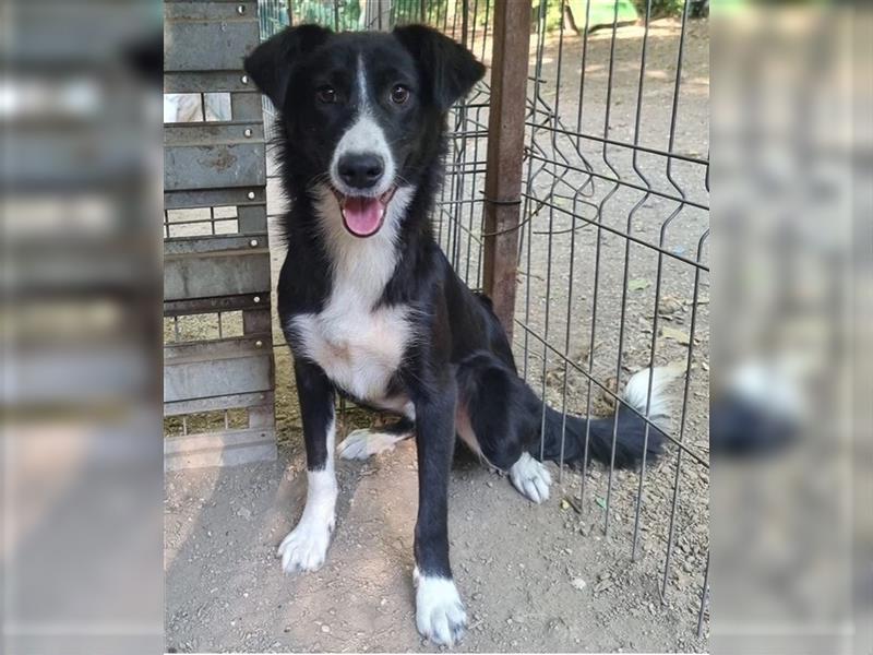 Ciufu - sehr vorsichtiger aber freundlicher, verspielter Border Collie-Mix / z.Zt. noch in Rumänien