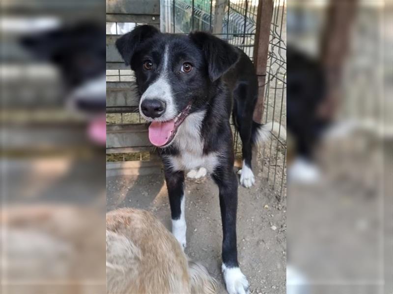 Ciufu - sehr vorsichtiger aber freundlicher, verspielter Border Collie-Mix / z.Zt. noch in Rumänien