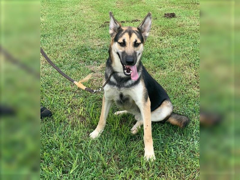 Schäferhund-/Schäfermix-Liebhaber aufgepasst! Hier kommt Max 