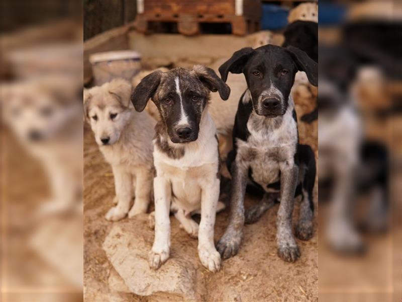 Filino, geb. ca. 07/2023, lebt in GRIECHENLAND, im städt. Tierheim Serres