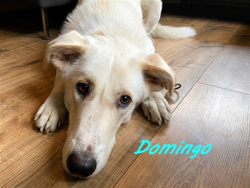 Domingo 03/2023 (in Deutschland) - intelligenter Junghund sucht Zuhause oder Pflegestelle!