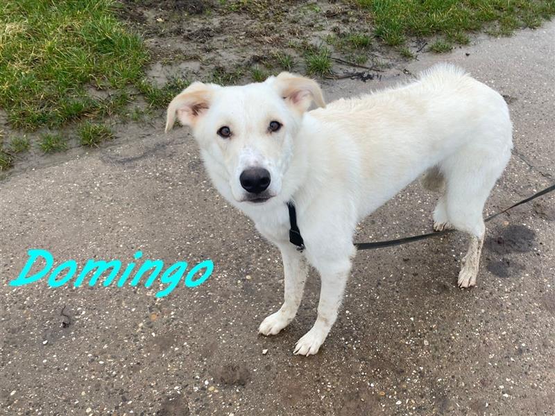 Domingo 03/2023 (in Deutschland) - intelligenter Junghund sucht Zuhause oder Pflegestelle!