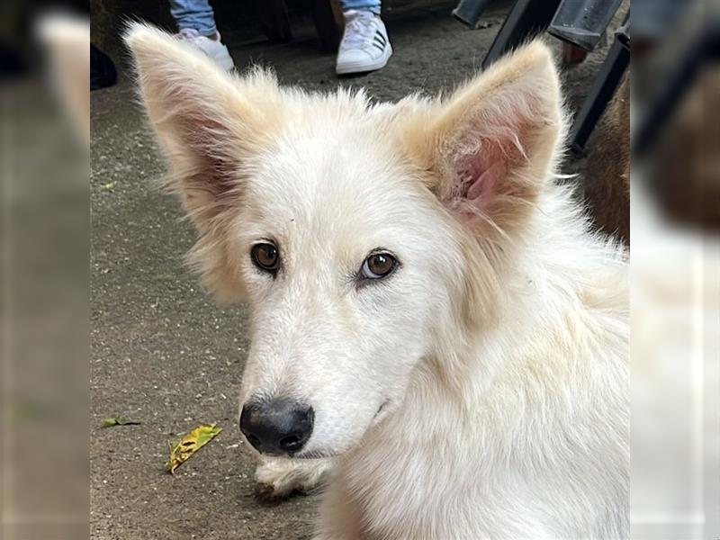 Rocky - wieviele Leben hat ein Hund?