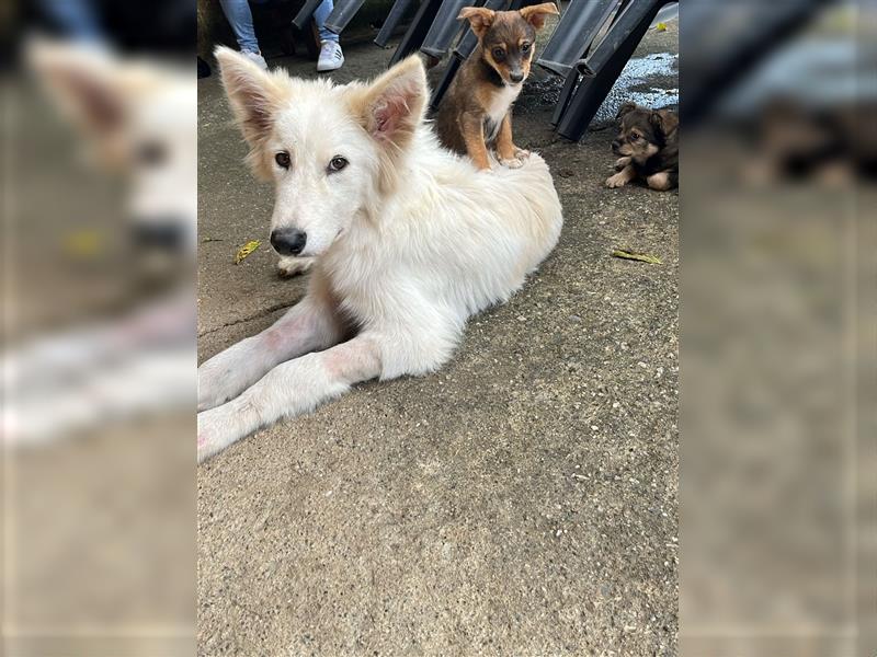 Rocky - wieviele Leben hat ein Hund?