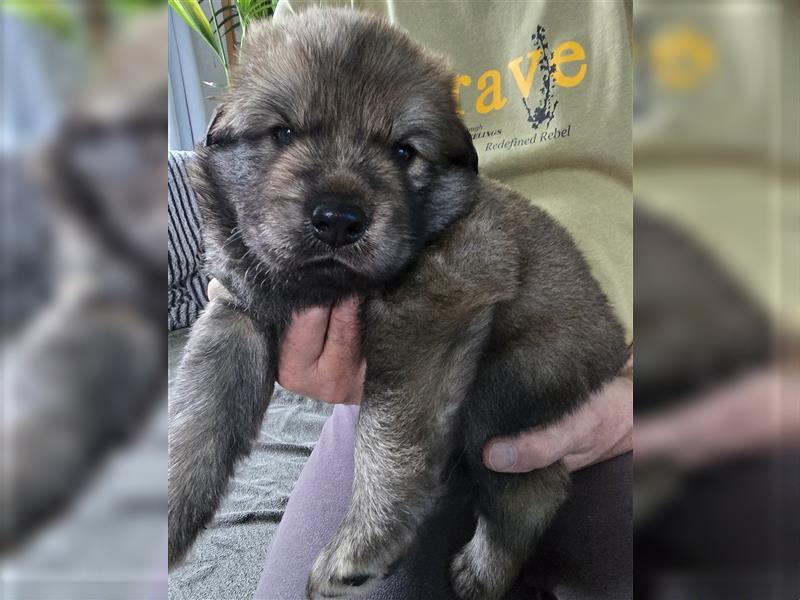 Eurasier-Mix Welpe m suchen liebevolles Zuhause