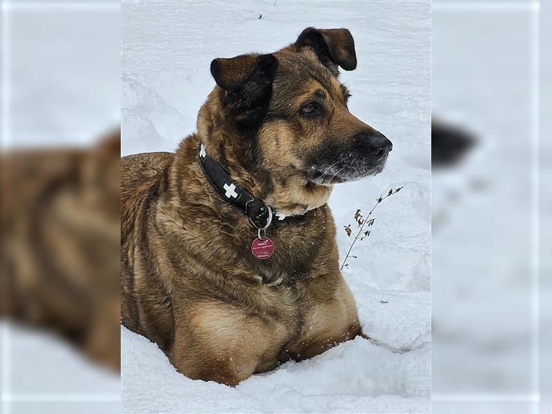 Eurasier-Mix Welpe m suchen liebevolles Zuhause