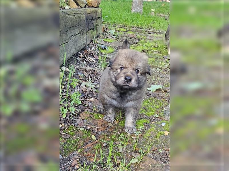 Eurasier-Mix Welpe m suchen liebevolles Zuhause