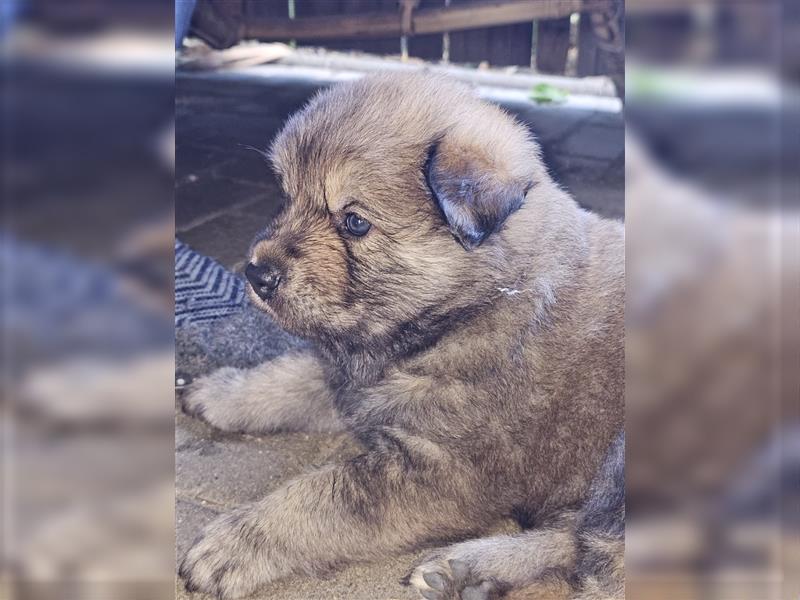 Eurasier-Mix Welpe m suchen liebevolles Zuhause