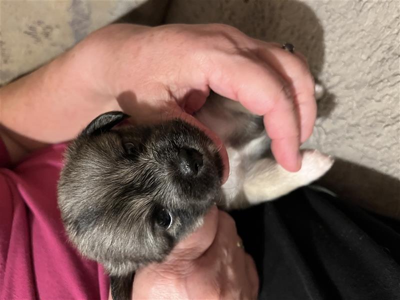 2 Mischlingsrüden Maltesermix / Foxterriermix