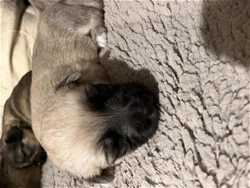 2 Mischlingsrüden Maltesermix / Foxterriermix