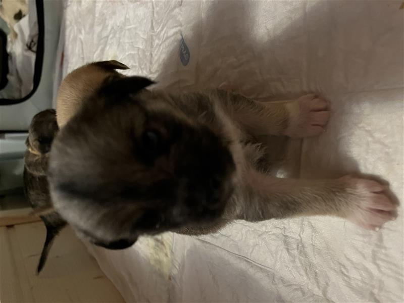 2 Mischlingsrüden Maltesermix / Foxterriermix