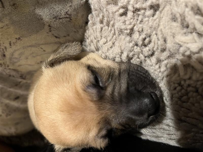 2 Mischlingsrüden Maltesermix / Foxterriermix