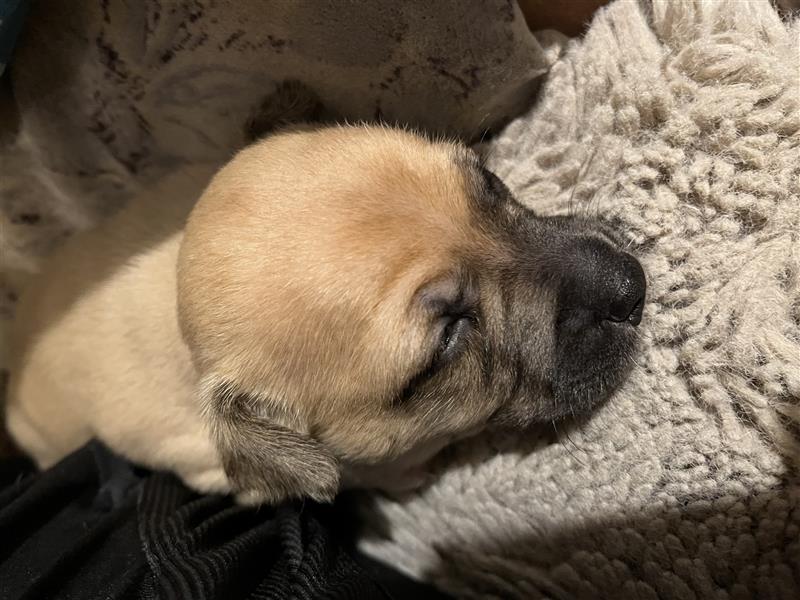 2 Mischlingsrüden Maltesermix / Foxterriermix