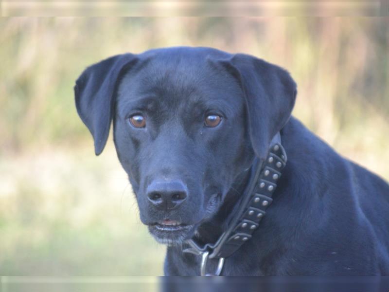 Luke, temperamentvoller Labrador-Mischling, geb. 02/2014