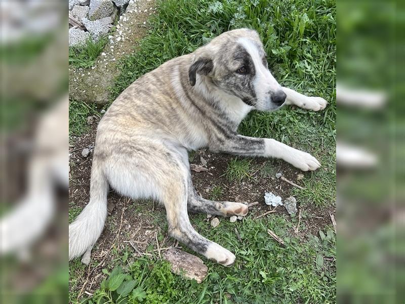 Xabi, geb. ca. 07/2023, lebt in GRIECHENLAND, auf einem Gelände, auf dem die Hunde notdürftig versor