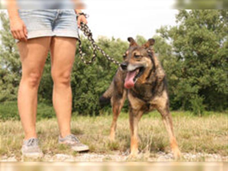 Netter Fundhund Palóc, auf einer Pflegestelle in Deutchland ,möchte eine Familie finden