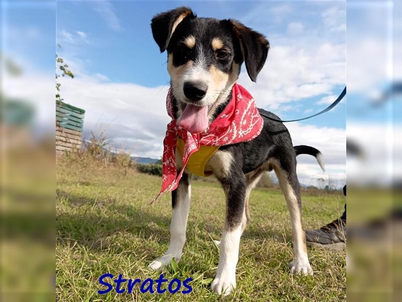 Stratos 06/2023 (GR) - sehr cleverer, verspielter und verträglicher Welpe möchte die Welt entdecken!