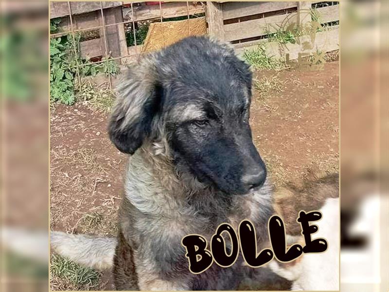 BOLLE - liebevoller HSH Mix