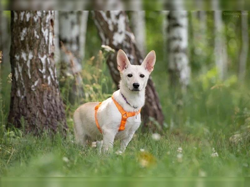 Vorsichtiger Theo sucht seine Menschen