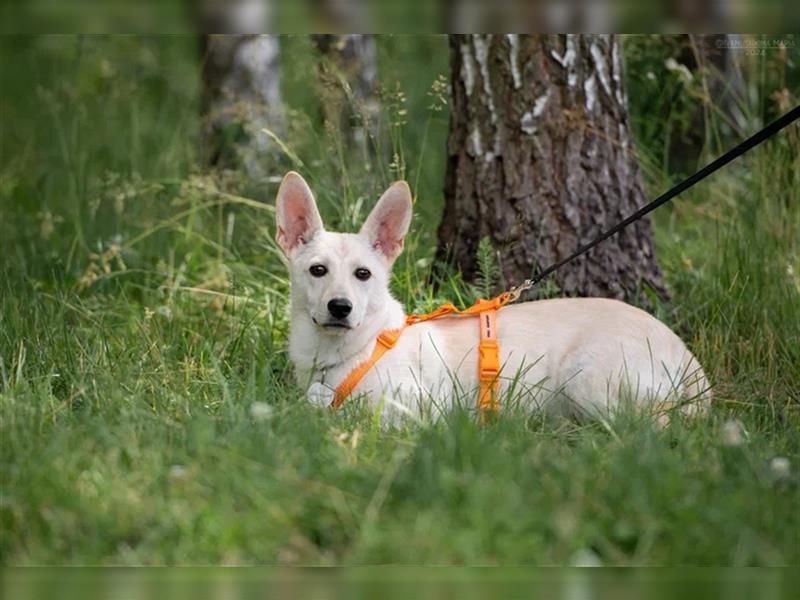 Vorsichtiger Theo sucht seine Menschen