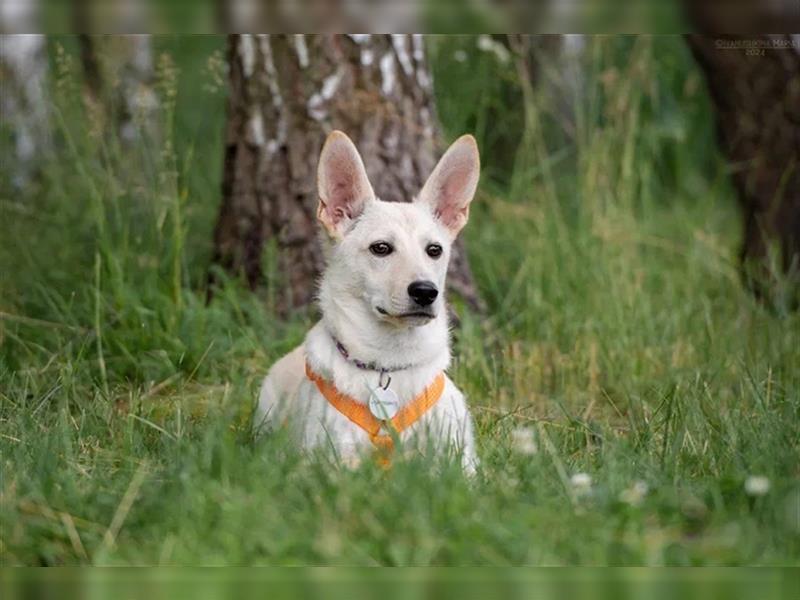 Vorsichtiger Theo sucht seine Menschen