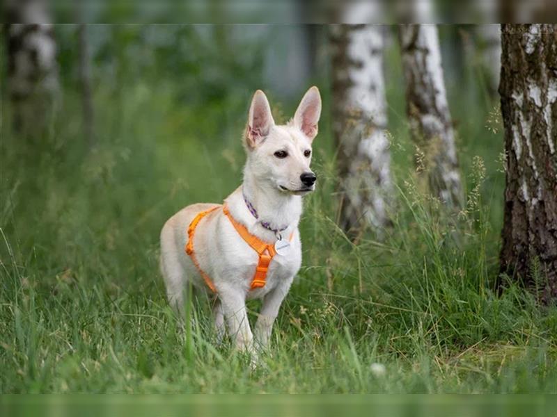 Vorsichtiger Theo sucht seine Menschen