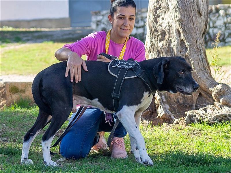 Pico, großer Hund sucht Menschen mit großem Herz