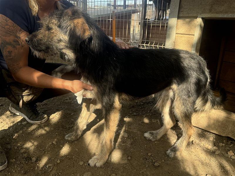 ♥TOMMY♥ wundervoller Rüde, der aussieht wie ein Kuschelbär 51 cm